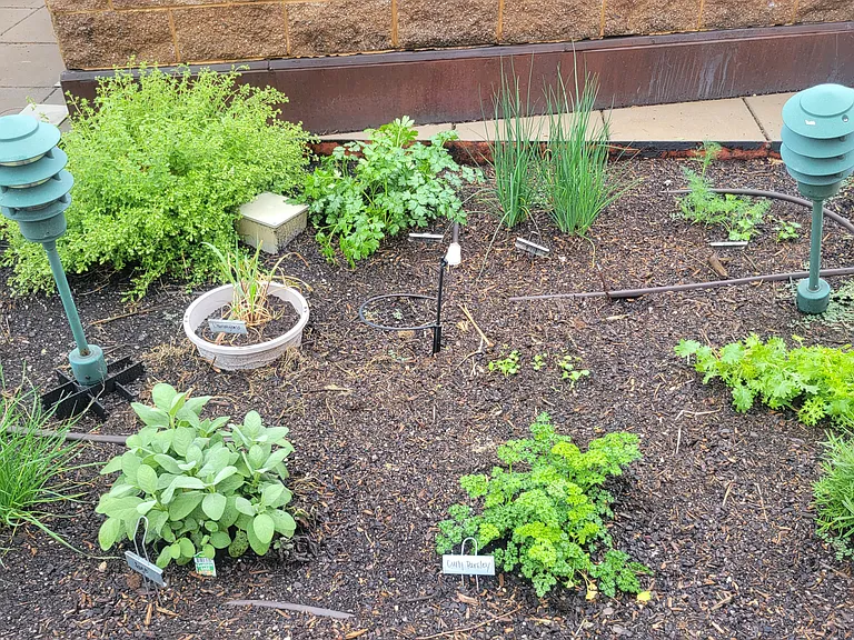 Community rooftop herb and vegetable garden