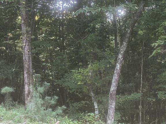 5th image of 352 Gander Gap Rd