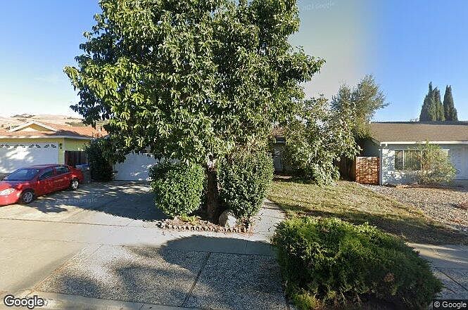 Front View. Avocado tree.