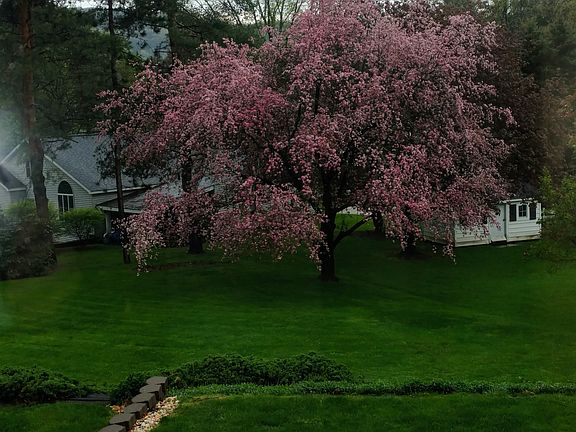 Blooming crabapple in back