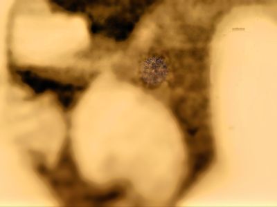 46 Peach Ct, Santa Rosa, CA, 95407