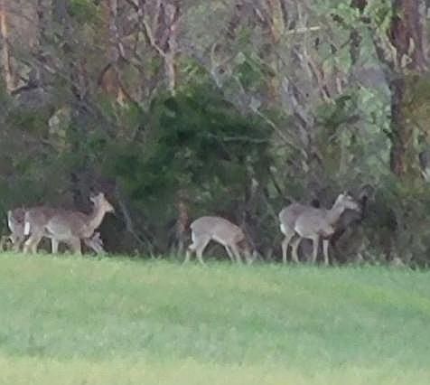 view from deck looking north