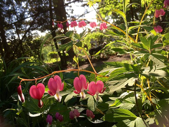 Side garden