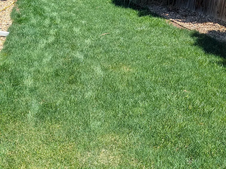 Beautifully maintained back yard