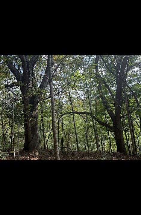 1st image of Tbd Buchanan Rd
