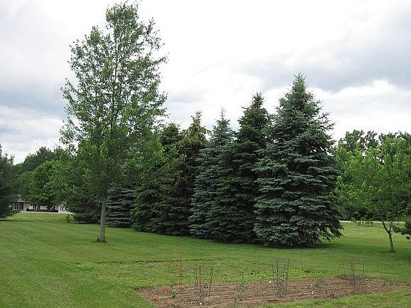 Nice property line windbreak