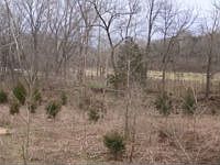 1st image of 242 Scarlet Ln