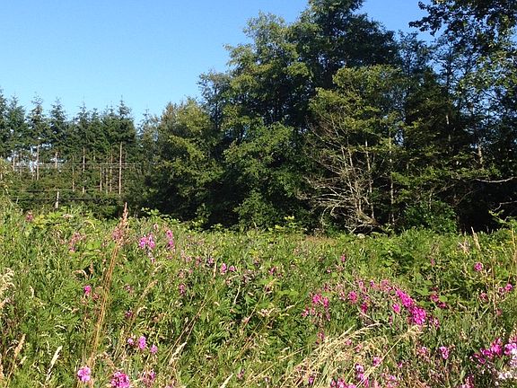 Looking SE from the parking pad area in summer. The 3 acres of 
field is filled with wildflowers and there are paths mowed through it for walking.
