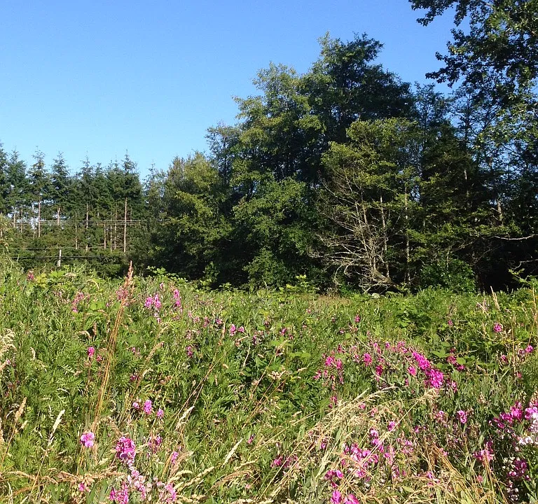 Looking SE from the parking pad area in summer. The 3 acres of 
field is filled with wildflowers and there are paths mowed through it for walking.