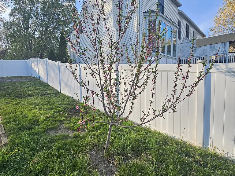 One of 2 Nectarine trees in the backyard