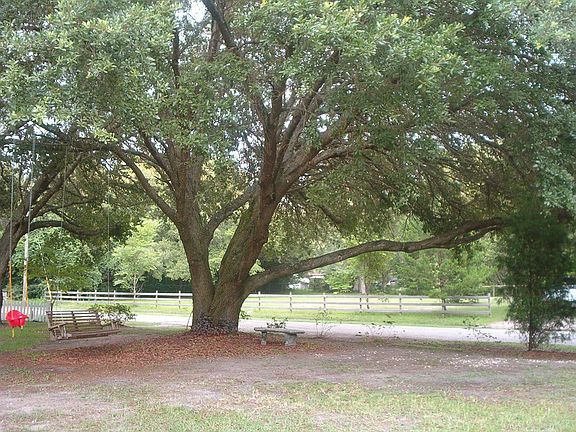Front yard-big oak tree
