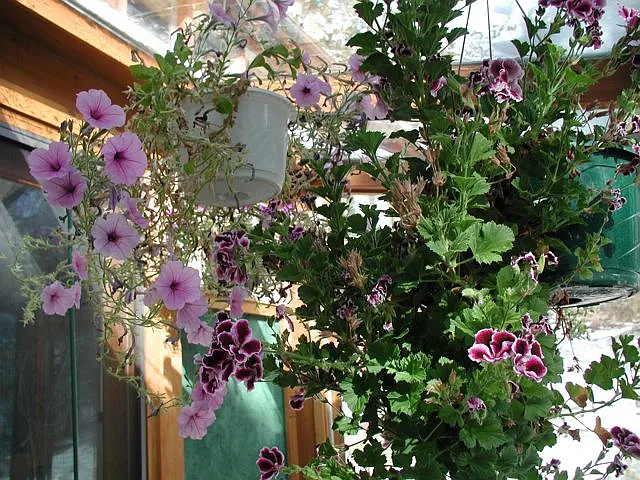 Hanging baskets throughout the greenhouse and tomatoes in the beds make the space so lovely!
