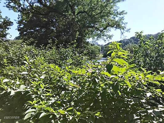 Sold by Corcoran | media 13