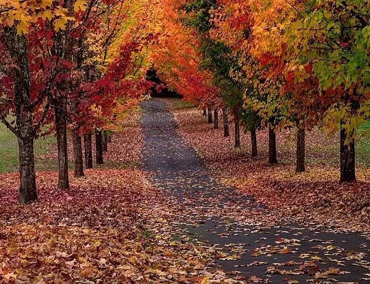 Autumn Woods — Photo 42