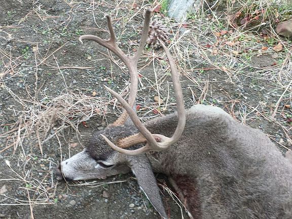 Trophy blacktail deer