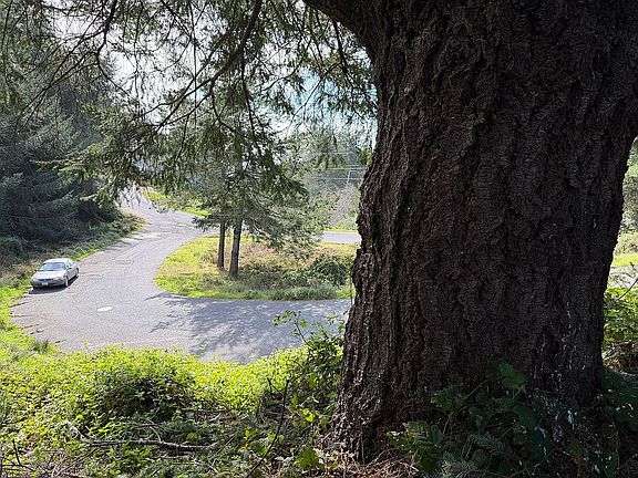 Big Douglas Fir at lot edge