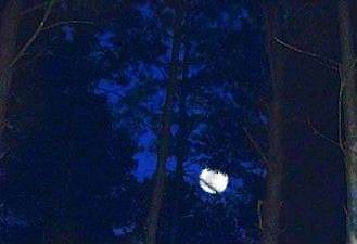 Night comes to the pines