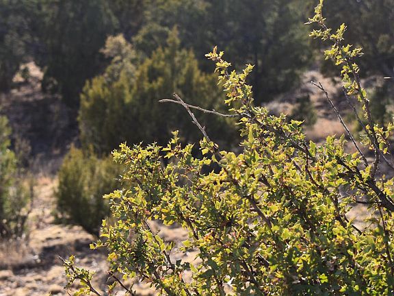 4th image of 4367 Sunset Ridge Loop