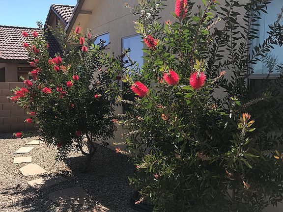 Bottle brush flowers