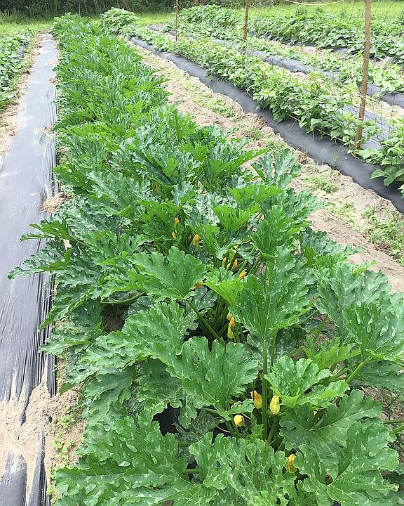 6002 Goat Hill Rd, Samson, AL 36477 Zillow