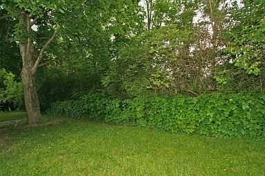 Private backyard