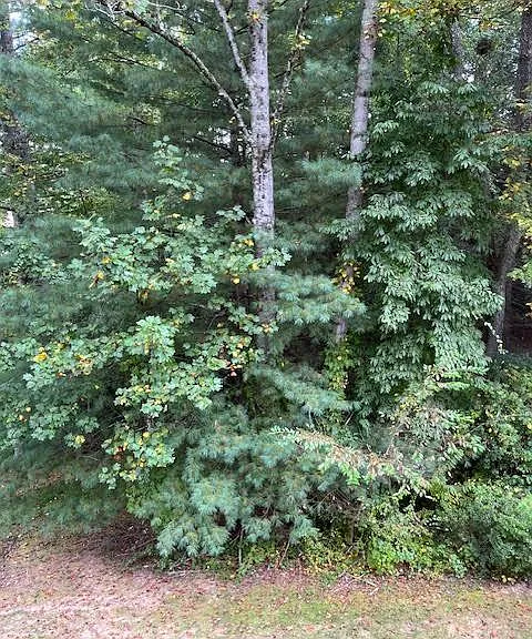 104 Live Oak Ln #104 — Photo 3
