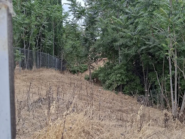 picture of back yard