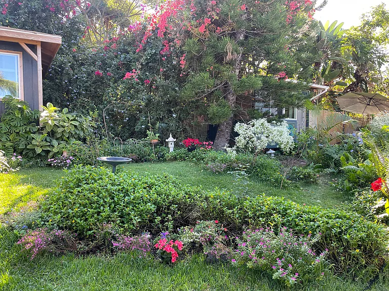 Back garden