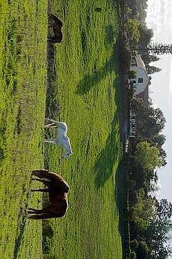 Westwind_Community_Bam