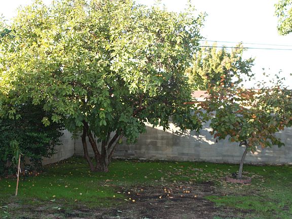 Backyard (Guava & Persimmon)