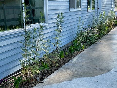 Pretty path to apartment.