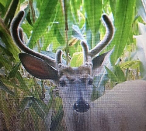 4th image of 5.6 Wooded Hunting