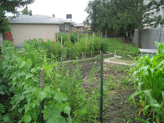 Backyard vegetable garden area