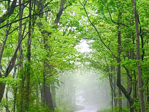 SPRING RAIN ON MUIRFIELD 