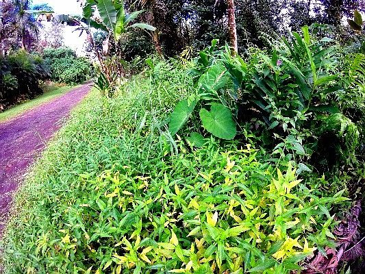 3rd image of Hapuu St Lot 21