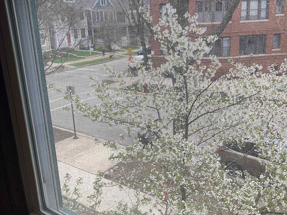Cherry blossom tree from living room window