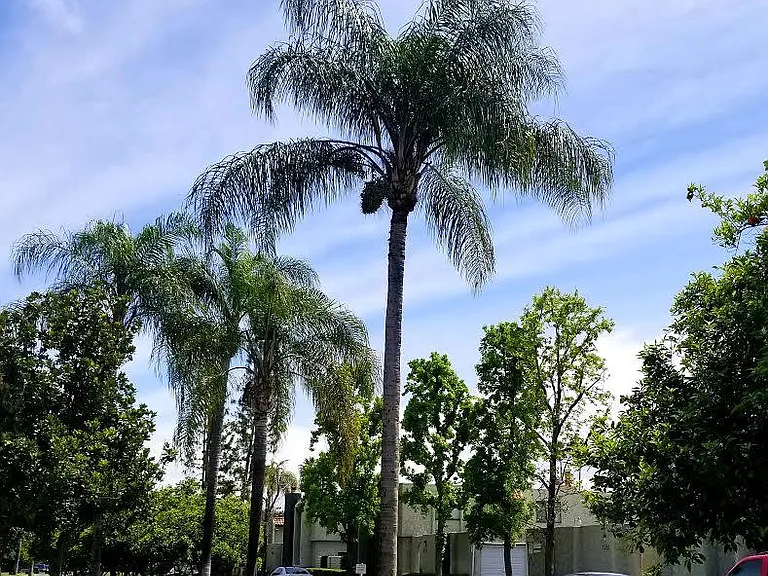 7572 Magnolia Ave — Photo 11