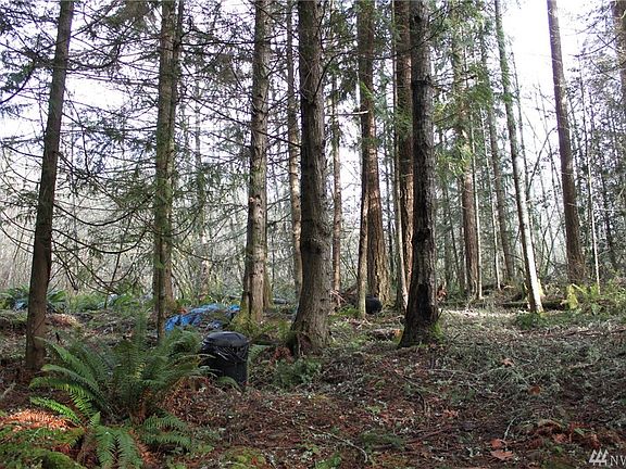 Mature trees, cut and sell, or keep for privacy.....