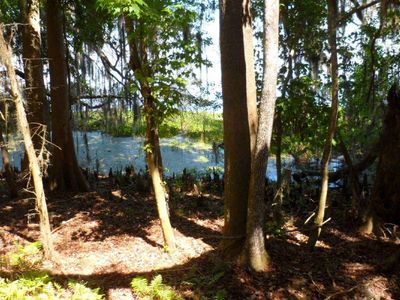 00 NE 310 Ave, Salt Springs, FL, 32134