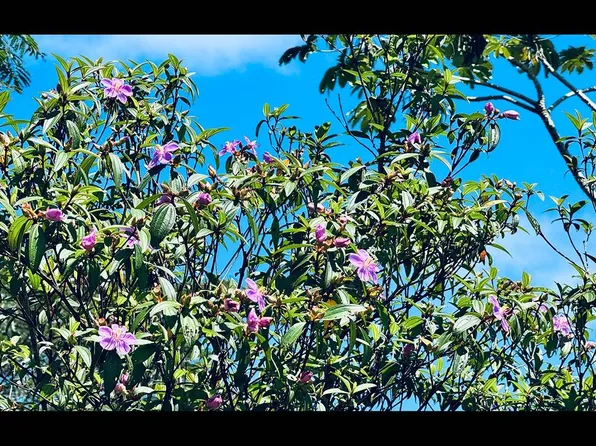 15-2003 31st Ave Lot 300, Keaau, HI 96749