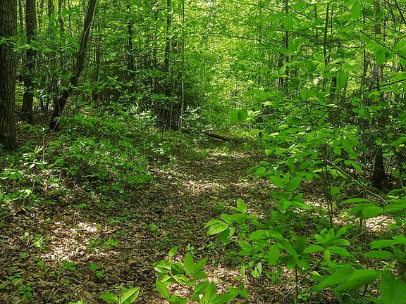 5th image of 0 Short Mountain Rd