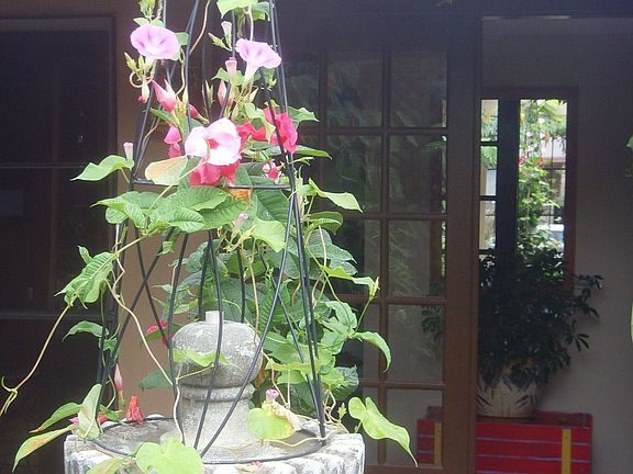 Front Patio 