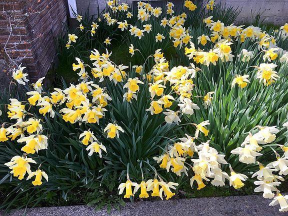 Beautiful flowers blooming every Spring 