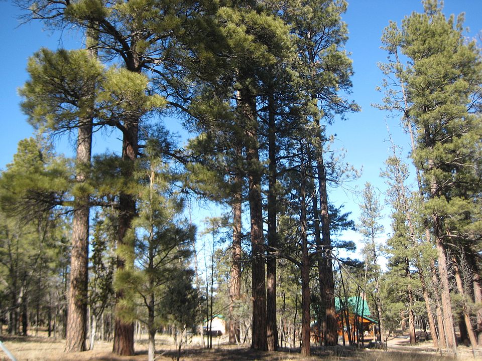 1st image of 2402 Big Piney Dr