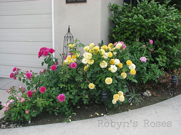 Front walkway in spring