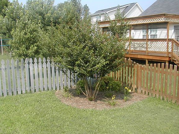 Back yard 2