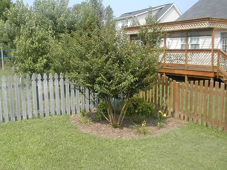 Back yard 2