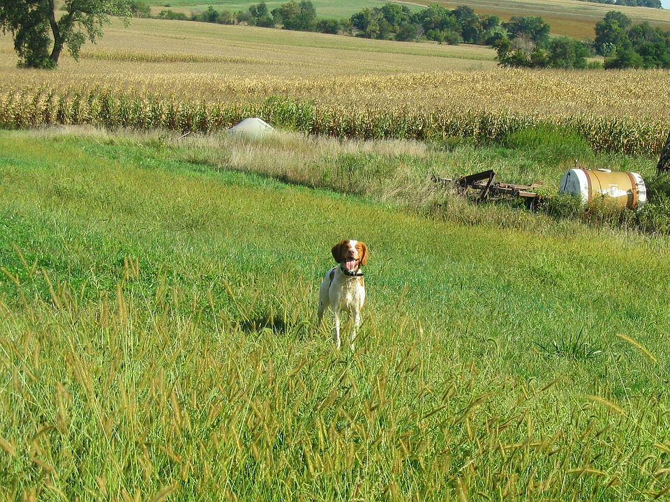 Our Dog, Uno in the Pasture Just South of the Lane & House