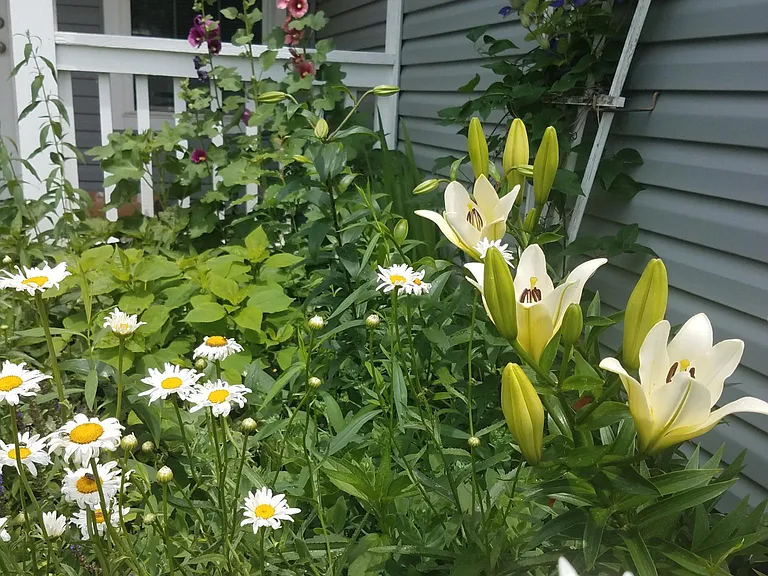 Summer front garden