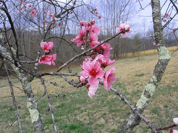 Orchard Blooms